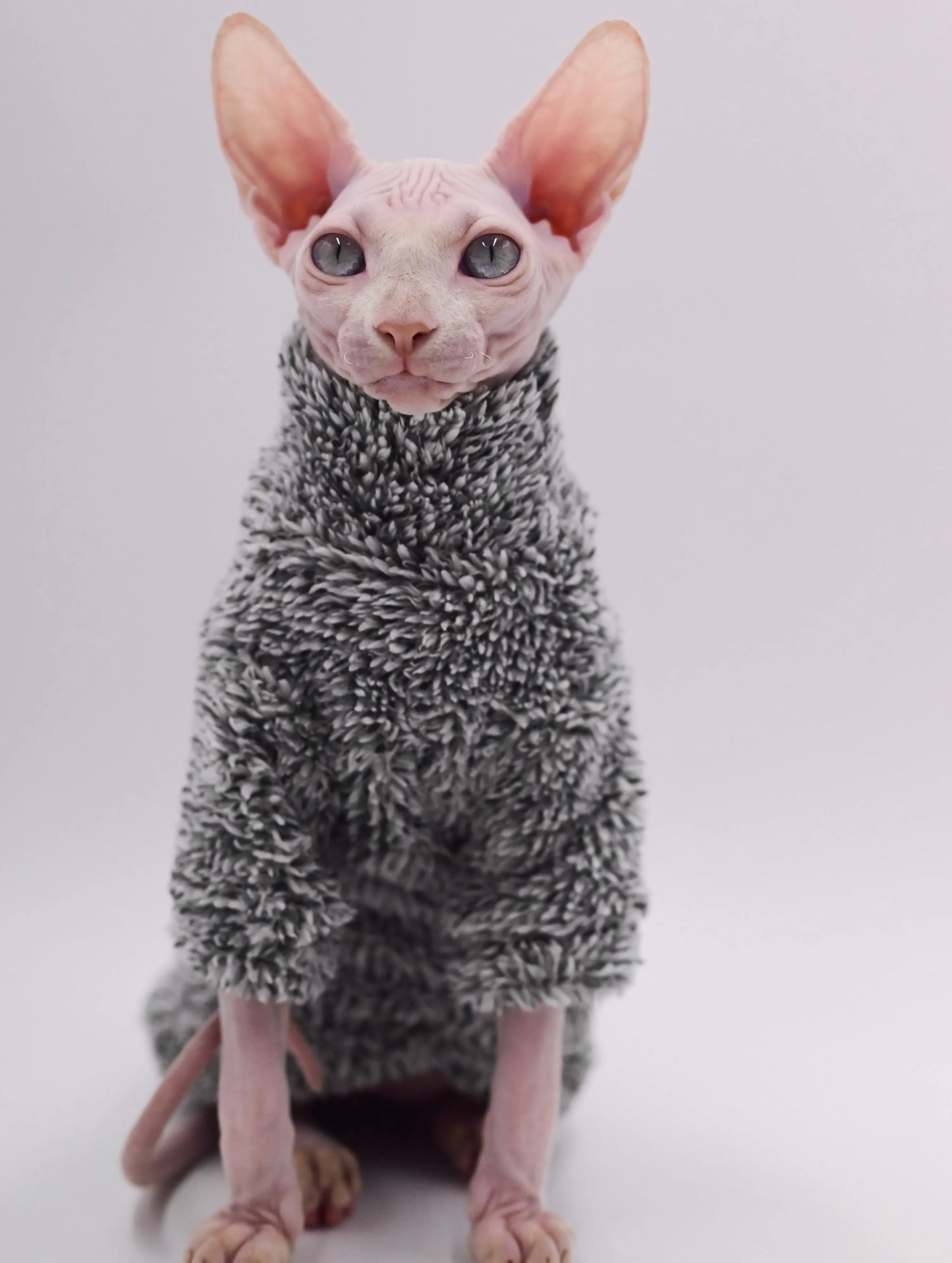 Warm Autumn/Winter Cat Outfit – Hairless & Sphynx Cats