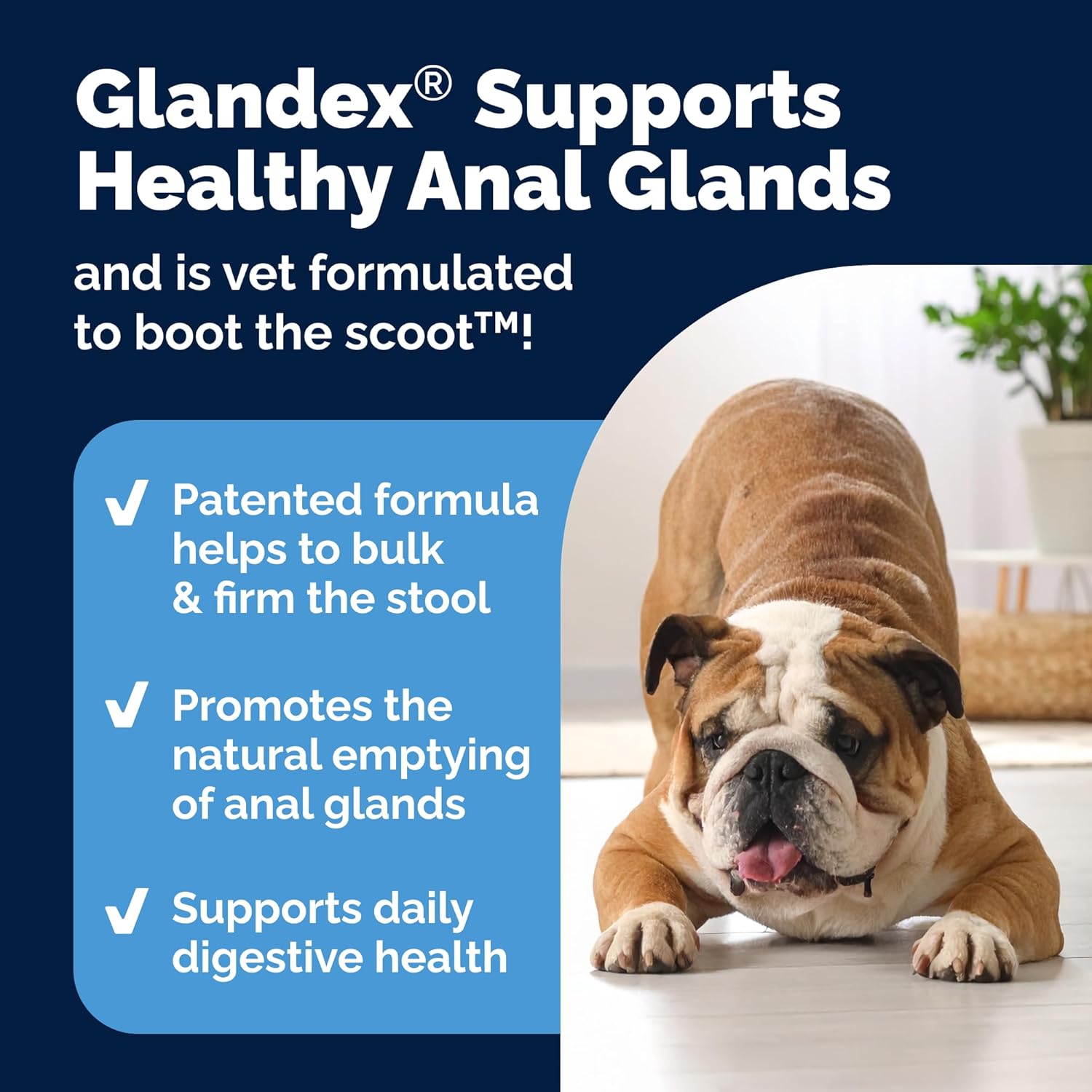 Glandex Dog Soft Chew Treats – Anal Gland Health, Digestive Enzymes & Probiotics, Pumpkin Fiber Supplement, Advanced