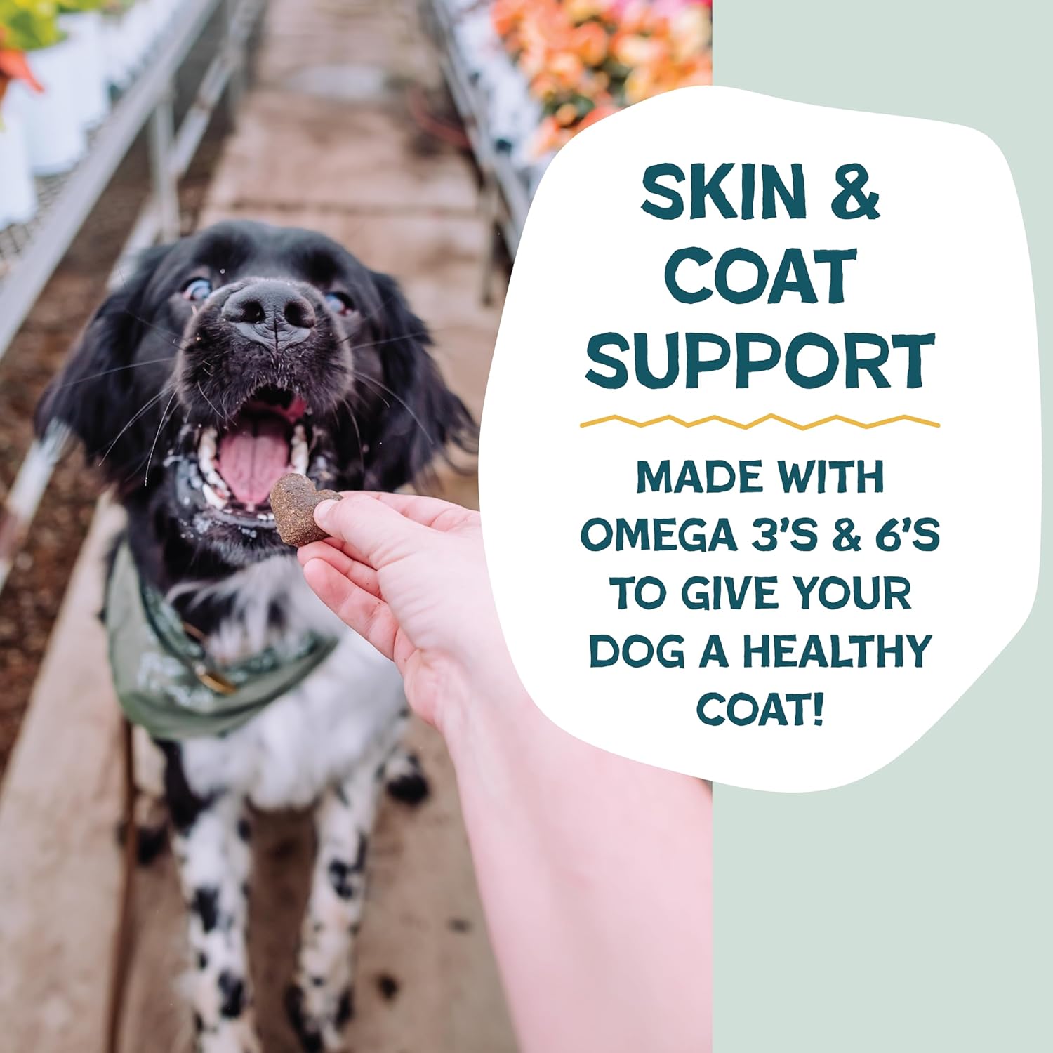 Soft-Baked Dog Treats - Natural & Healthy Dog Chews for Skin & Coat Support with Omega 3 & 6