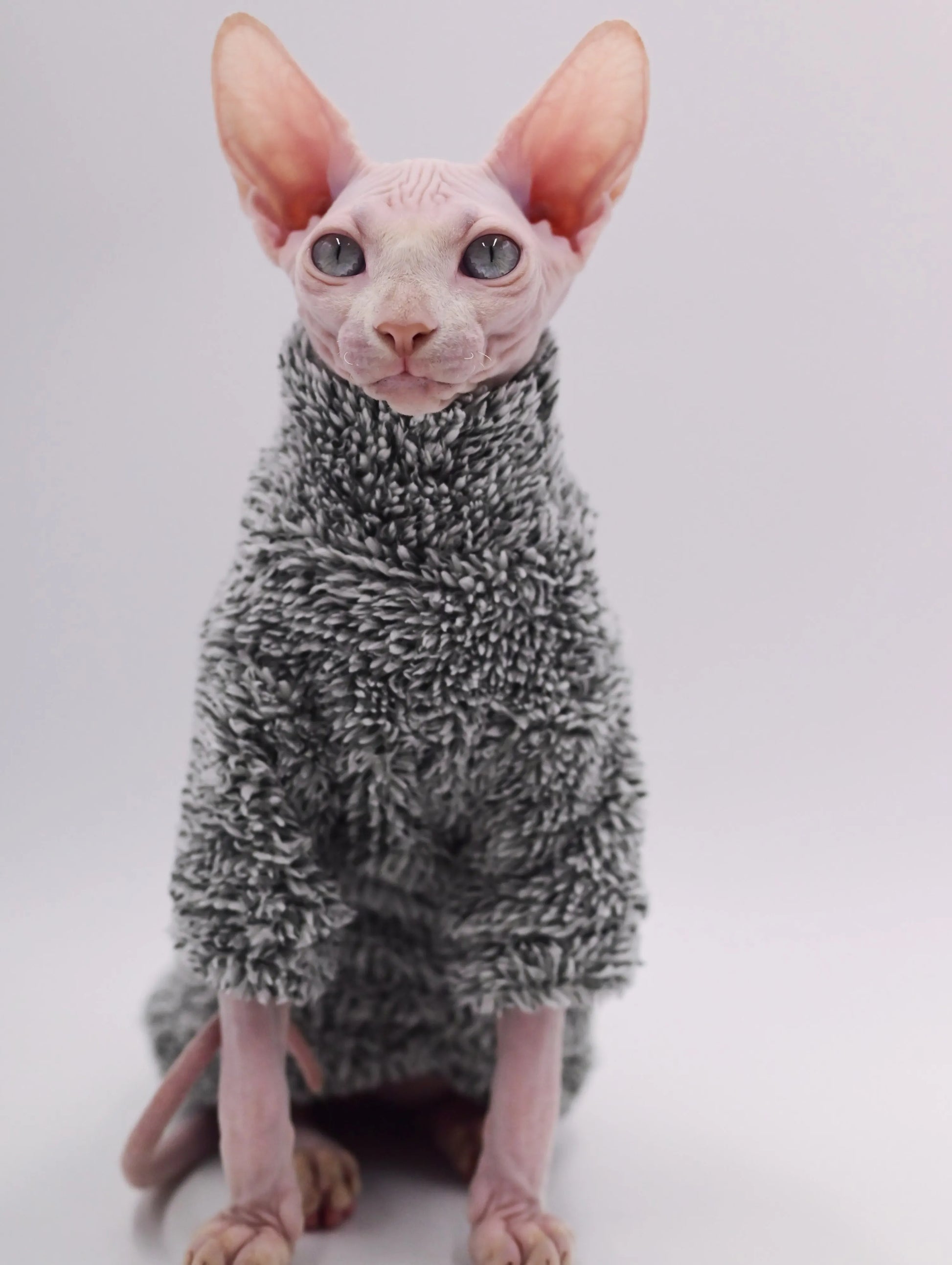 Warm Autumn/Winter Cat Outfit – Hairless & Sphynx Cats
