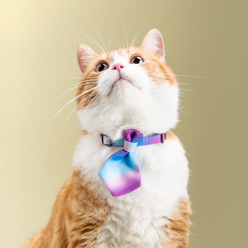 Adjustable Gentleman Collar with Tie – Formal Pet Accessory